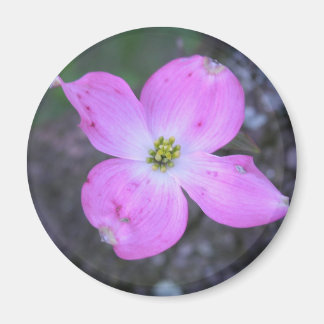 Íman Dogwood Rosa