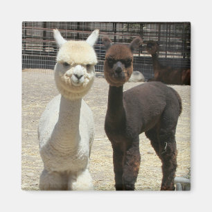 Íman Dois Alpacas Cute