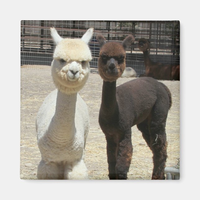 Íman Dois Alpacas de Cute (Frente)