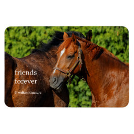 Íman Dois Belos Cavalos de Castanheiro no Sol