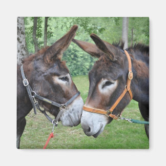Íman Dois burros dizendo olá