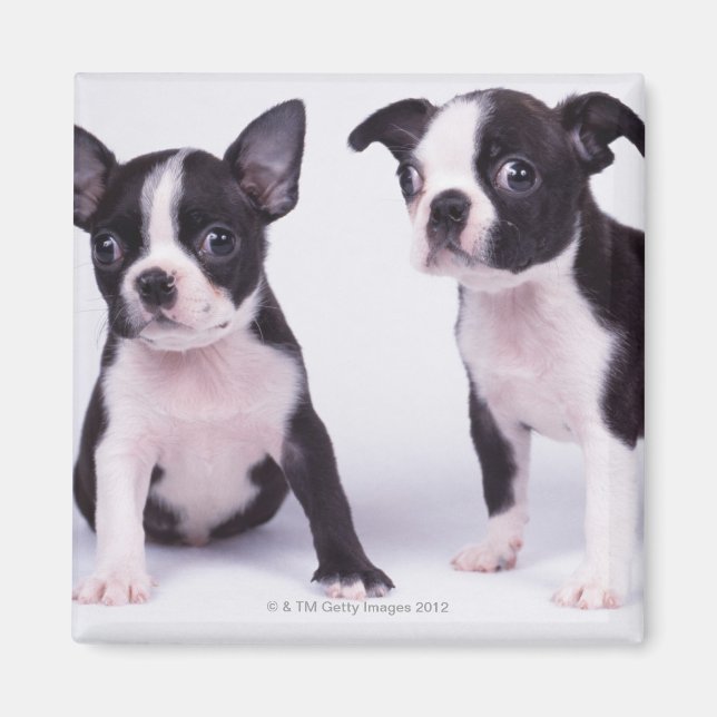 Íman Dois cachorros pretos e brancos (Frente)