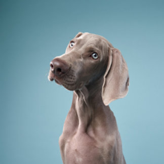 Íman dois cachorros sentados ao lado do fogo na florest