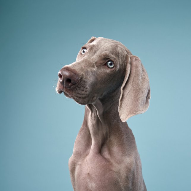 Íman dois cachorros sentados ao lado do fogo na florest (Criador carregado)
