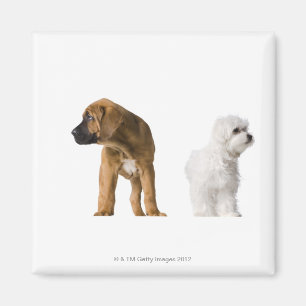 Íman Dois cães