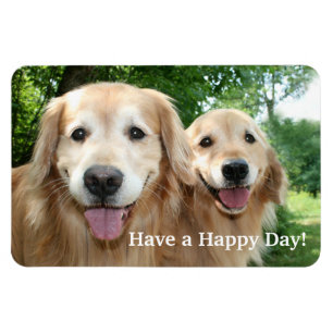 Íman Dois cães felizes do golden retriever fora