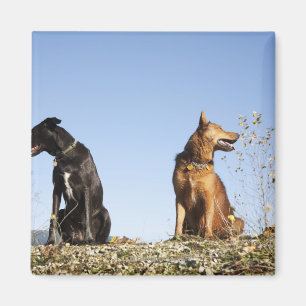 Íman Dois cães novos que olham em sentidos opostos