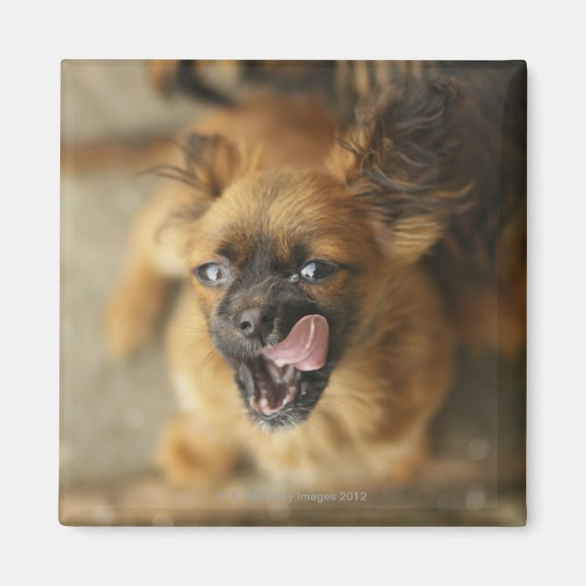 Íman Dois cães Pekingeses. (Frente)