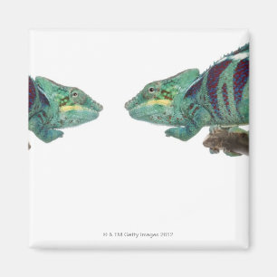 Íman Dois camaleões da pantera Nosy sejam (Furcifer)
