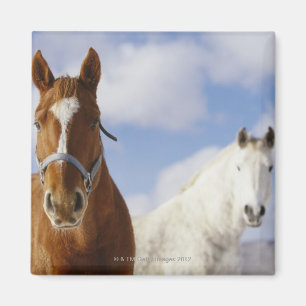 Íman Dois cavalos