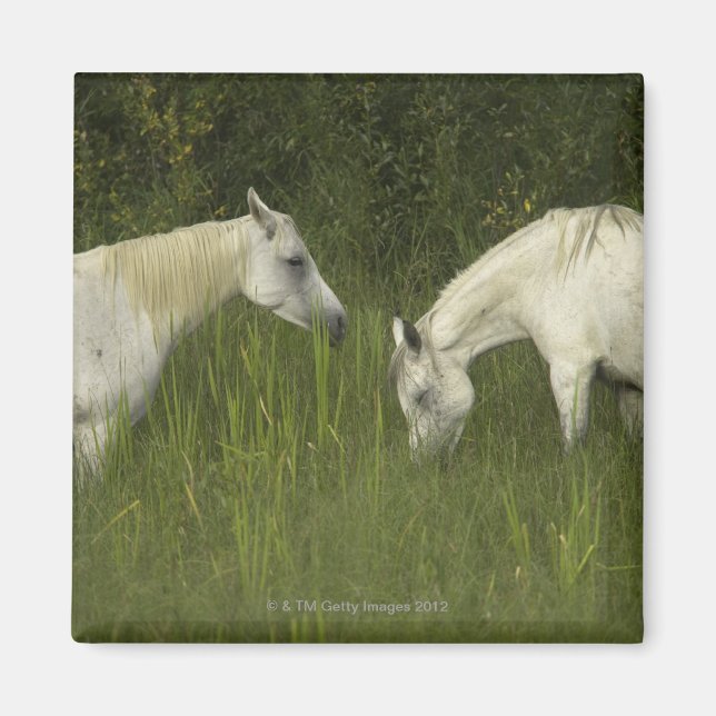Íman Dois cavalos comendo grama (Frente)