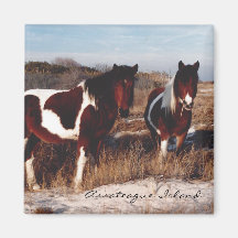 Dois Cavalos Selvagens de Assateague - Magnet