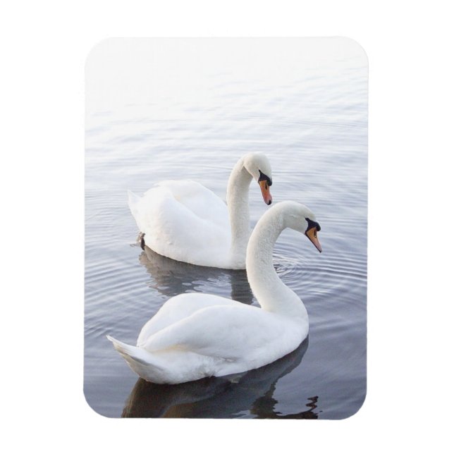 Íman Dois cisnes nadando em lago tranquilo (Vertical)