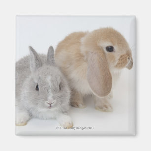 Íman Dois coelhos. Holanda Anã e Holland Lop.