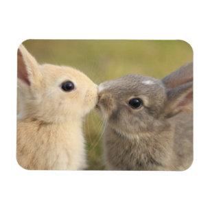 Íman Dois coelhos que beijam o ímã do retângulo