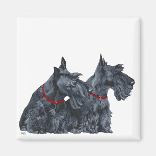 Íman Dois curiosos terriers escoceses