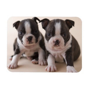 Íman Dois filhotes de cachorro de Boston Terrier