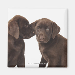 Íman Dois filhotes de cachorro de labrador retriever do