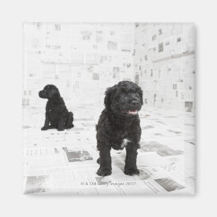 Íman Dois filhotes de cachorro portugueses do cão de