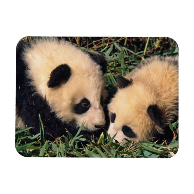 Íman Dois filhotes de panda no arbusto de bambu, Wolong (Horizontal)