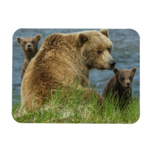 Íman Dois Filhotes de Urso Pardo com a Mãe perto da Águ