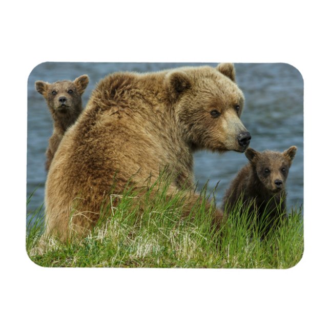 Íman Dois Filhotes de Urso Pardo com a Mãe perto da Águ (Horizontal)