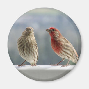 Íman Dois Finches Flertando.