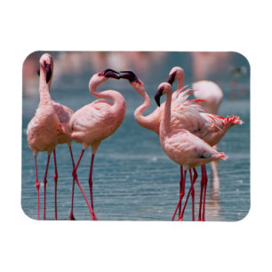 Íman Dois Flamingos Menores Machos (Phoenicopterus Mino