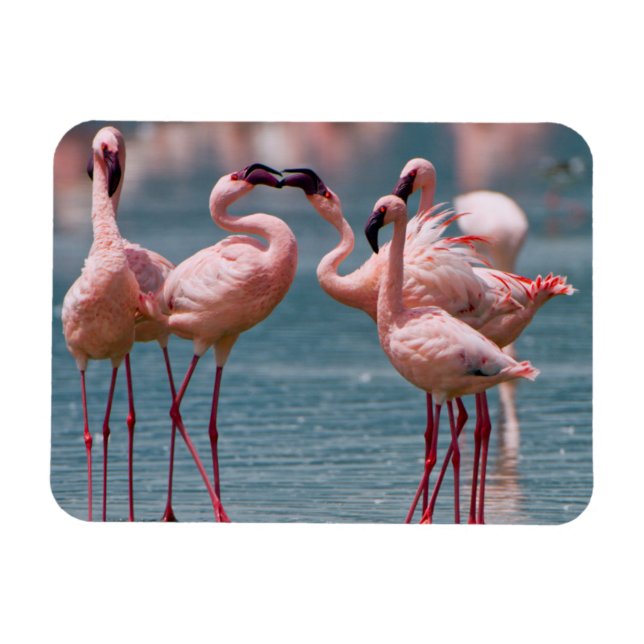 Íman Dois Flamingos Menores Machos (Phoenicopterus Mino (Horizontal)