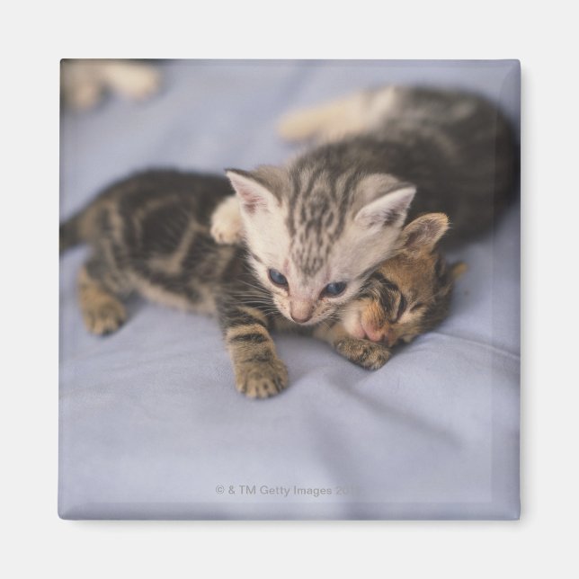 Íman Dois gatinhos (Frente)