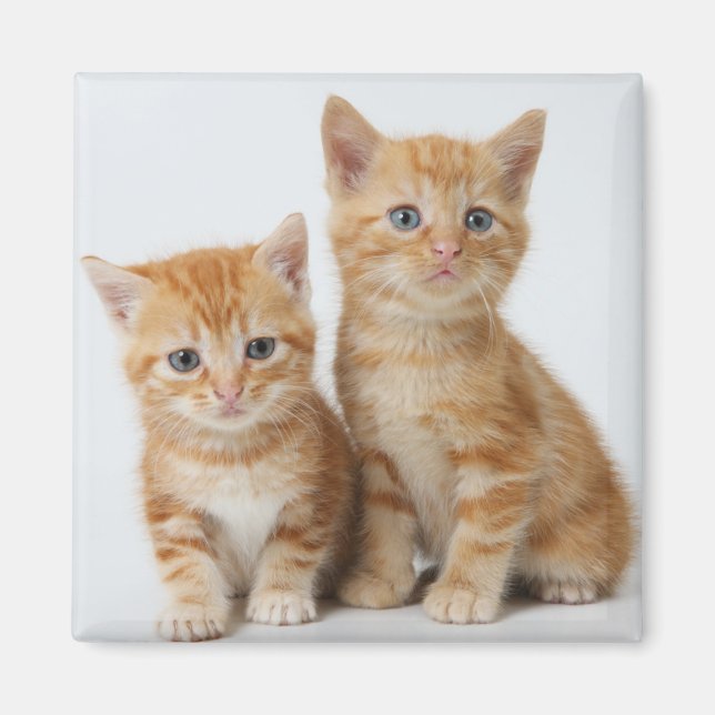 Íman Dois gatinhos adoráveis (Frente)