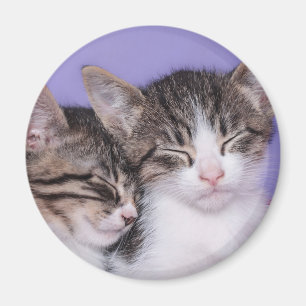 Íman Dois gatinhos bonitos que Napping