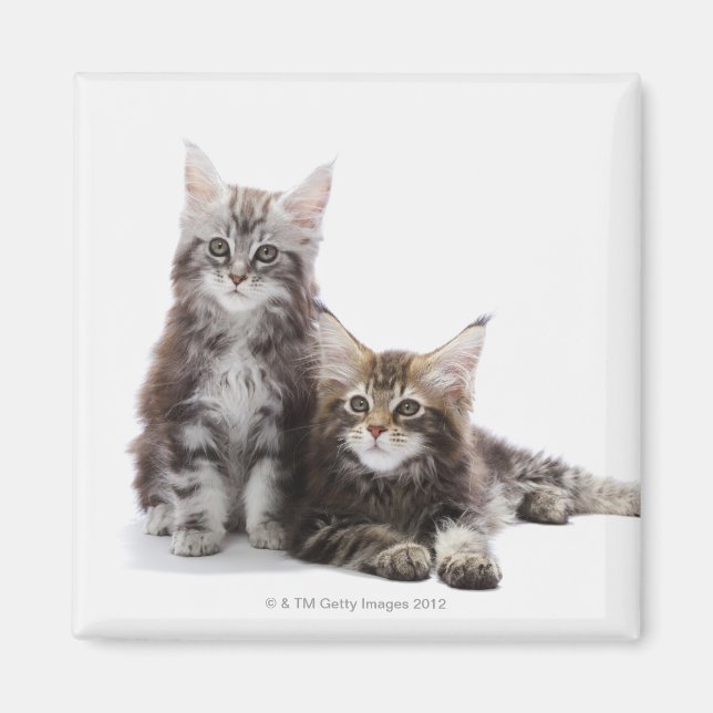 Íman Dois gatinhos de casulo Maine (Frente)