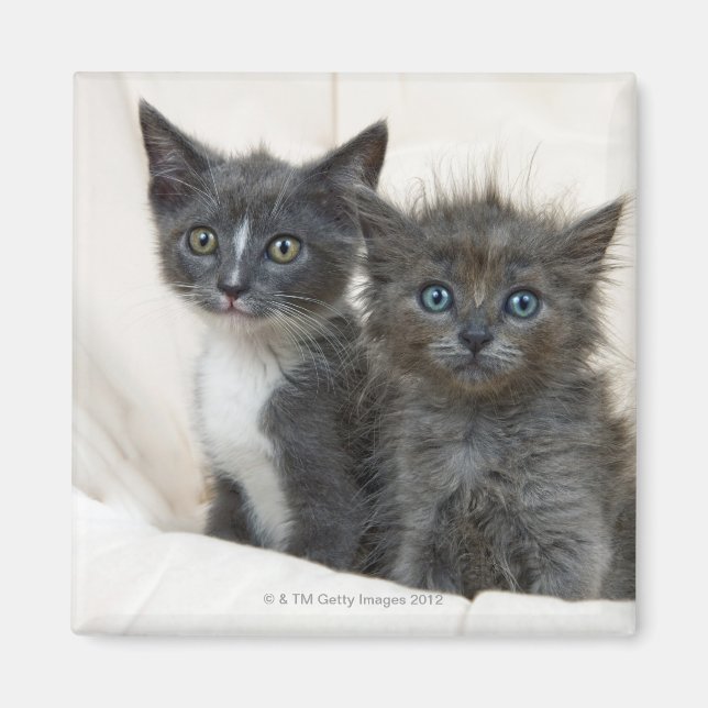 Íman Dois gatinhos de mesa (Frente)