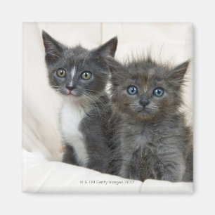 Íman Dois gatinhos do gato malhado