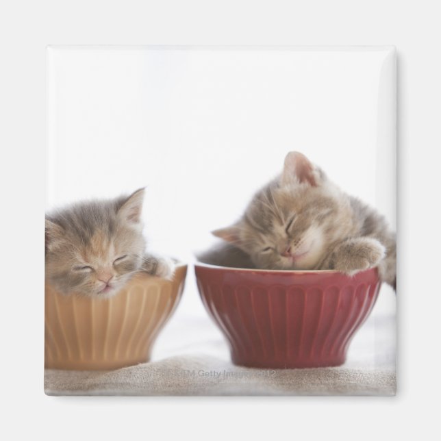 Íman Dois Gatinhos Dormindo em Boliches (Frente)