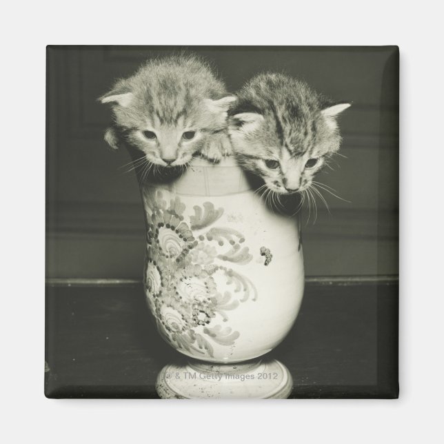 Íman Dois gatinhos escondidos no vaso, (B&W) (Frente)