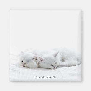 Íman Dois gatinhos persas