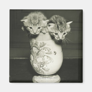 Íman Dois gatinhos que escondem no vaso, (B&W)