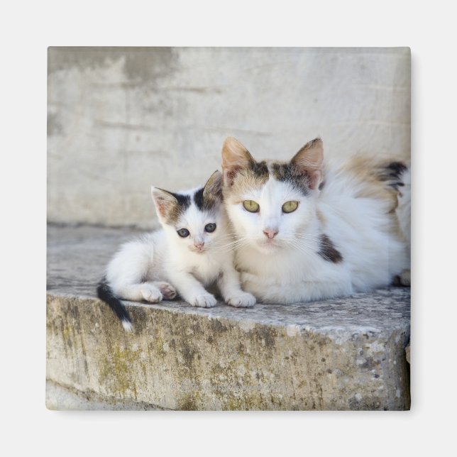 Íman Dois gatos em passos de pedra (Frente)