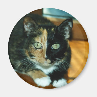 Íman Dois Gatos Rostos