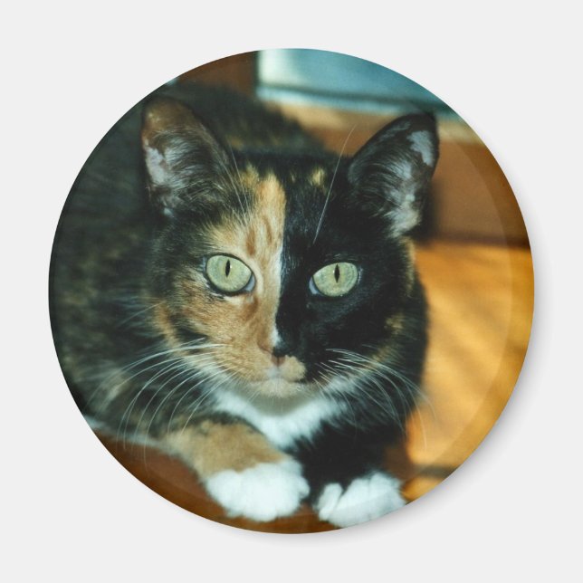 Íman Dois Gatos Rostos (Frente)