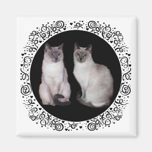 Íman Dois Gatos Siameses