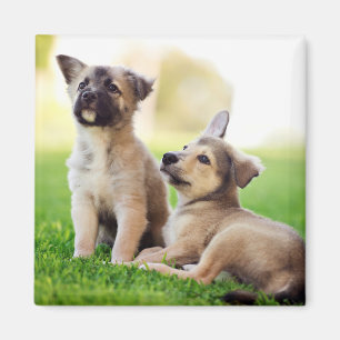 Íman Dois German shepherd