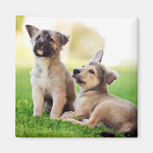 Íman Dois German shepherd (Frente)