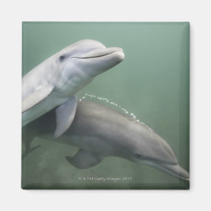 Íman Dois golfinhos subaquáticos