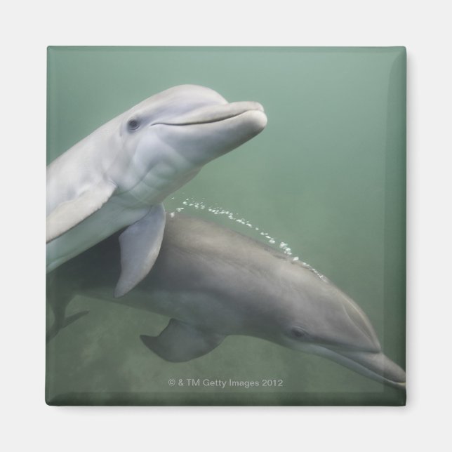 Íman Dois golfinhos submarinos (Frente)