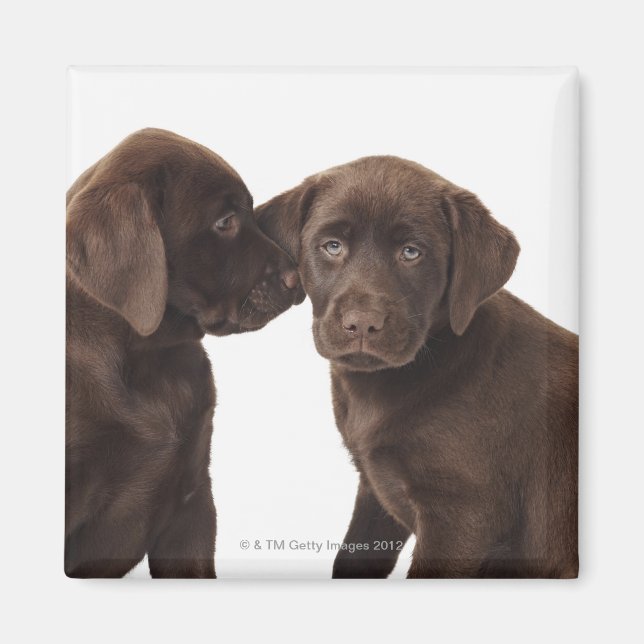 Íman Dois labradores de chocolate (Frente)