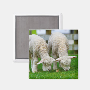 Íman Dois Lambs Grazing Magnet