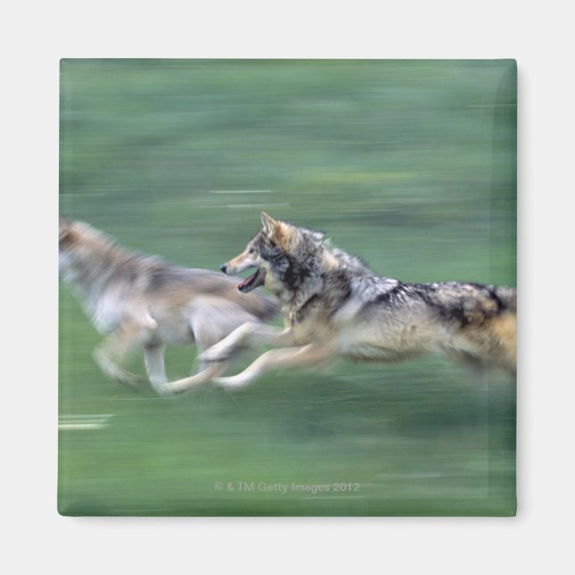Íman Dois lobos no campo das montanhas (Frente)